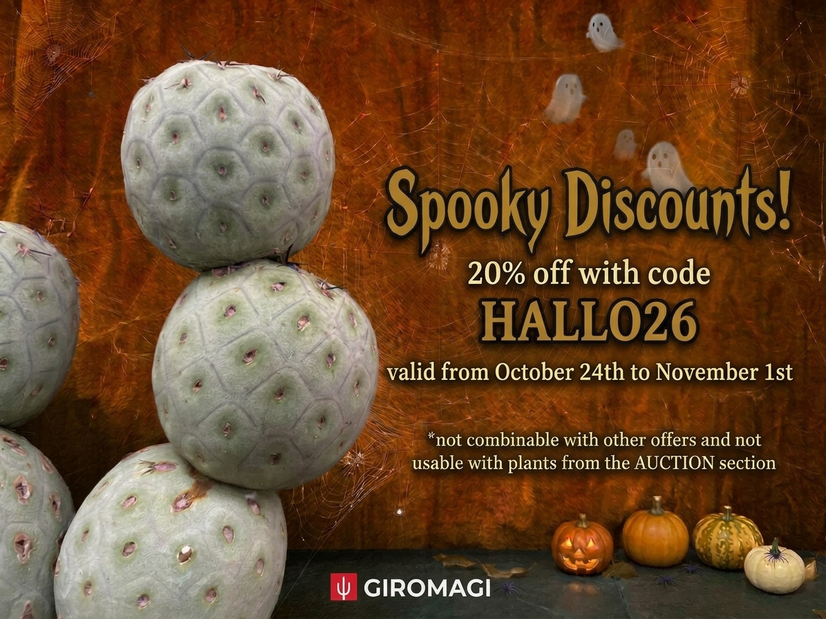 Promo Banner