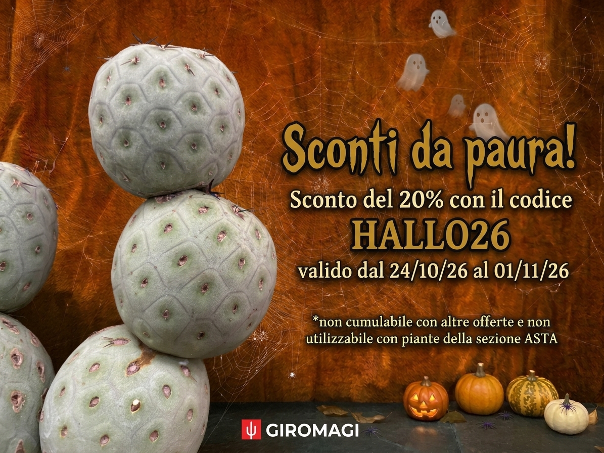 Promo Banner