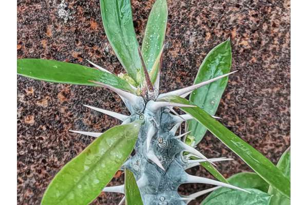Euphorbia mangelsdorff x geroldii