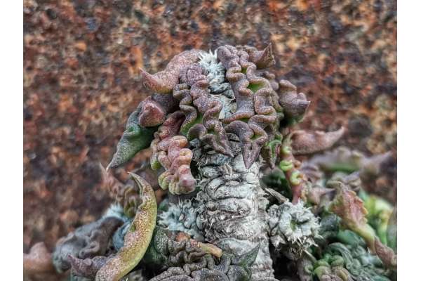 Euphorbia waringiae