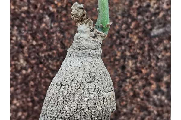 Monadenium echinulatum (Dodoma province, Tanzania)