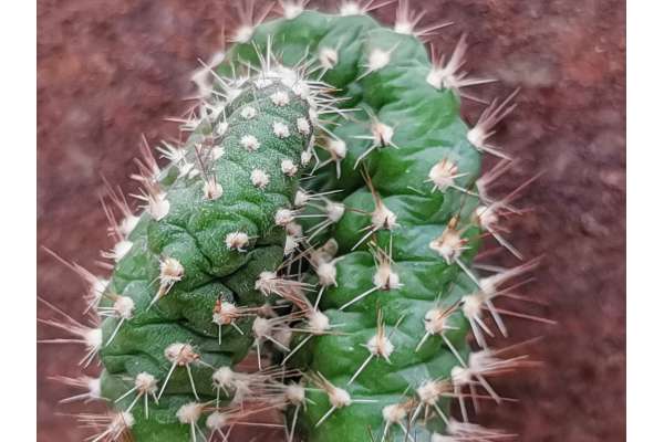 TENGGO Egrow 100Pcs/Sac Opuntia Microdasys Graines Bonsaï Plantes Succulentes Verte Protection Radiation Cactus 