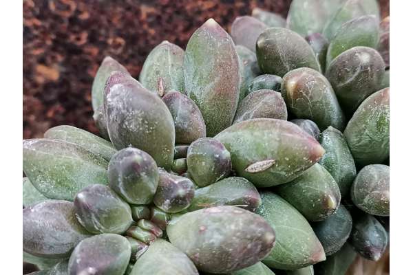 Pachyphytum 'Chiseled Stones' f. crested
