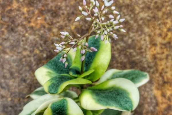Crassula multicava f. variegata