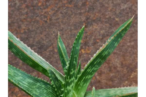 Aloe greatheadii