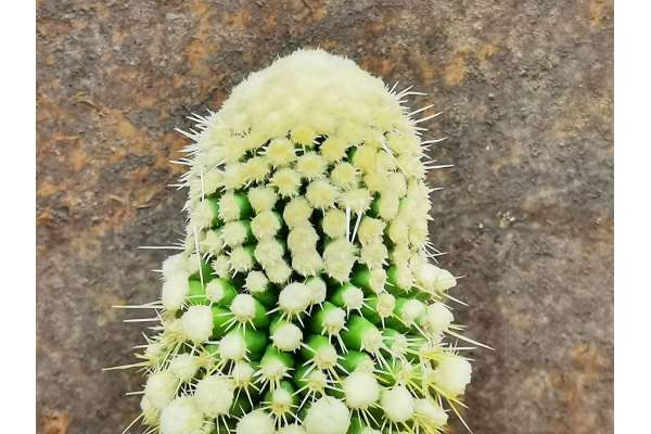 Echinocactus grusonii f. monster