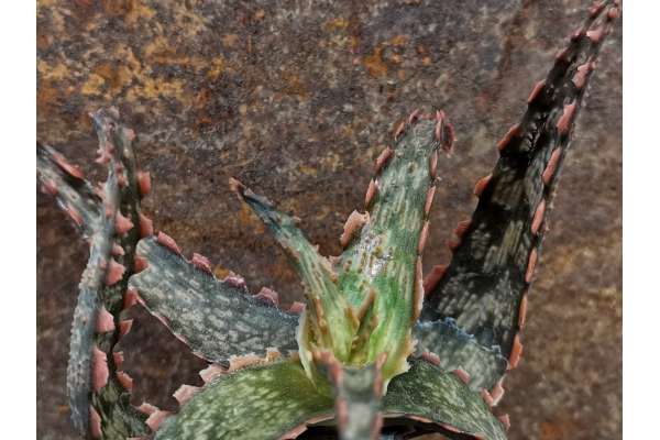 Aloe 'Gargoyle'