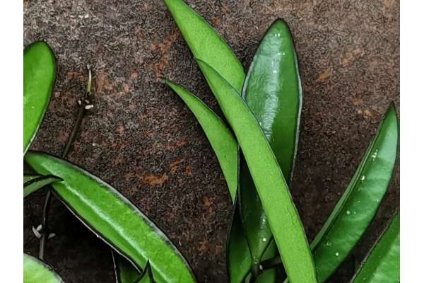 Hoya longifolia