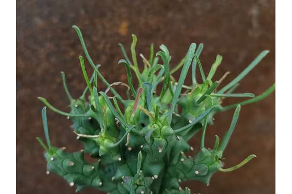 Euphorbia pentops