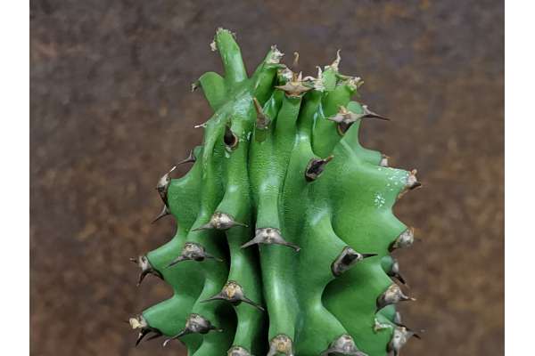 Euphorbia erythraeae f. mostruosa