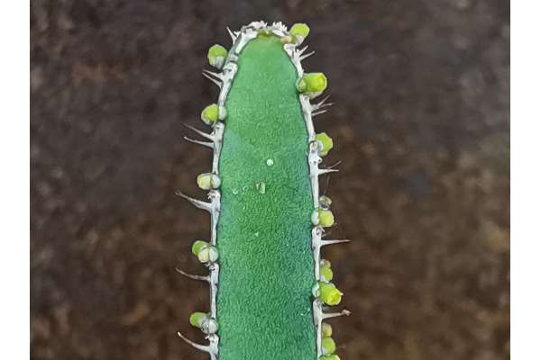 Euphorbia lyndenburgensis
