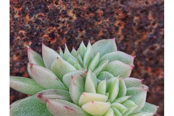 Echeveria agavoides f. crested variegated