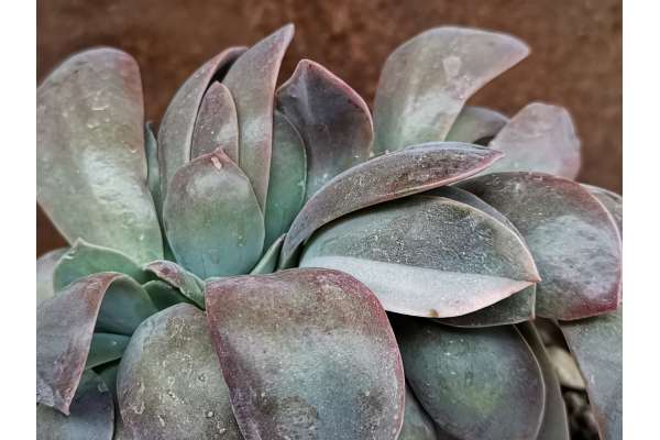 Graptoveria 'Fred Ives' f. crested variegated