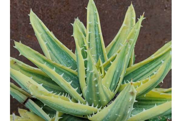 Aloe mitriformis f. variegata