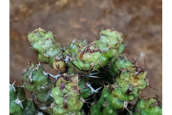 Euphorbia ledienii f. monstrous