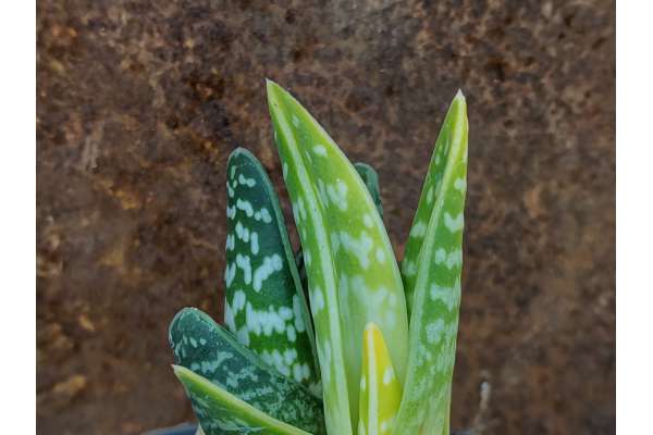 Aloe variegata f. variegata