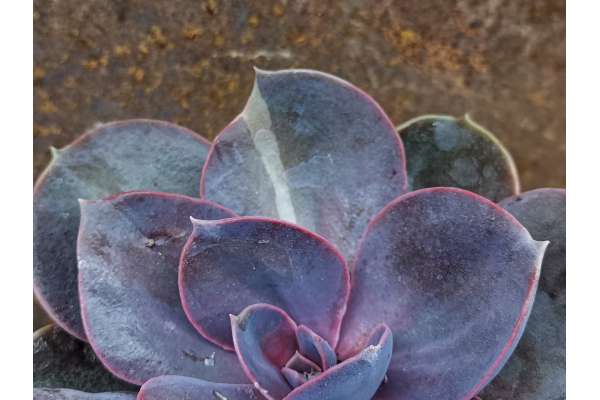 Echeveria 'Purple Pearl' f. variegated