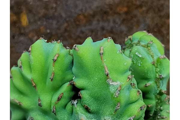 Euphorbia heterospina f. crestata