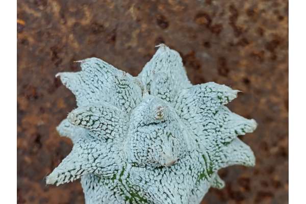 Astrophytum coahuilense cv. Hakuran Kikko