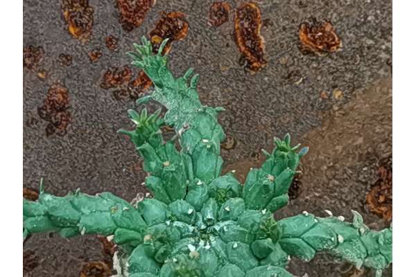 Euphorbia albipollinifera