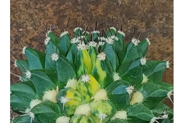Mammillaria vagaspina f. variegated