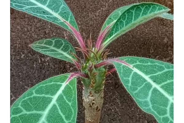 Euphorbia caput-aureum